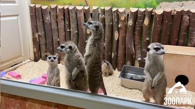 В Челябинском зоопарке сурикатам и мангустам подарили лакомства в коробке