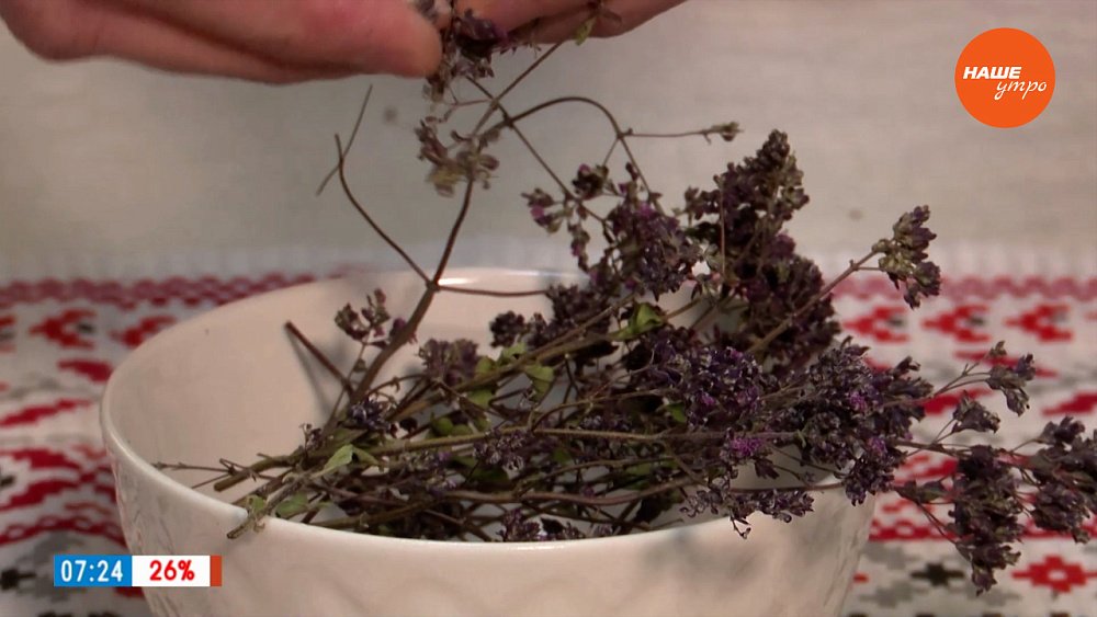 Завариваем душицу в рубрике «Время пить чай»