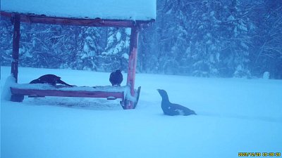 На Таганае фотоловушка зафиксировала глухаря в снегу