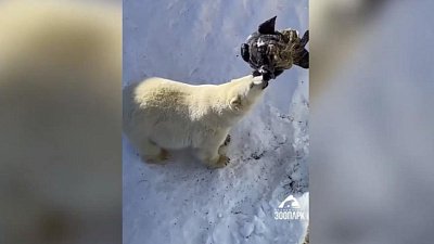 В Челябинском зоопарке отпраздновали Международный день полярного медведя