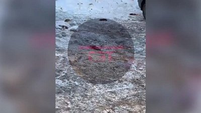 Челябинцы пожаловались на нашествие крыс