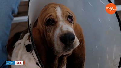 Весенний чек-лист в рубрике «Усы, лапы и хвост»