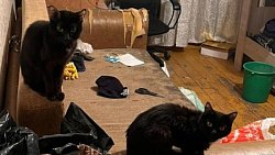 В Магнитогорске участковый спас животных в запертой квартире