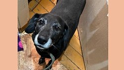 В Магнитогорске участковый спас животных в запертой квартире