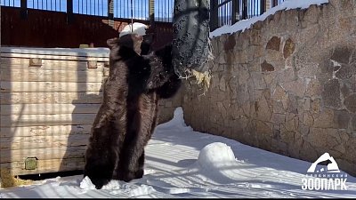 В Челябинском зоопарке первым проснулся медведь Малыш