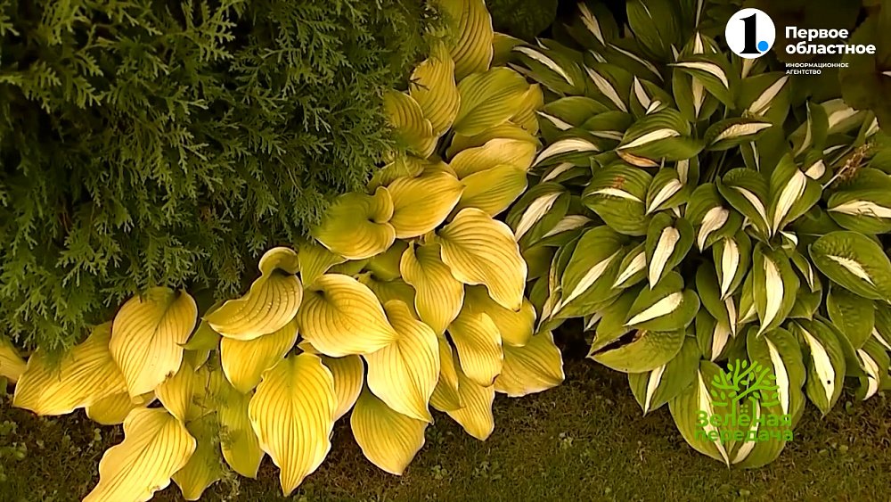 Хоста ― растение, которое украсит любой сад