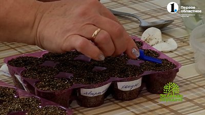 Очень необычный, но эффективный способ посева