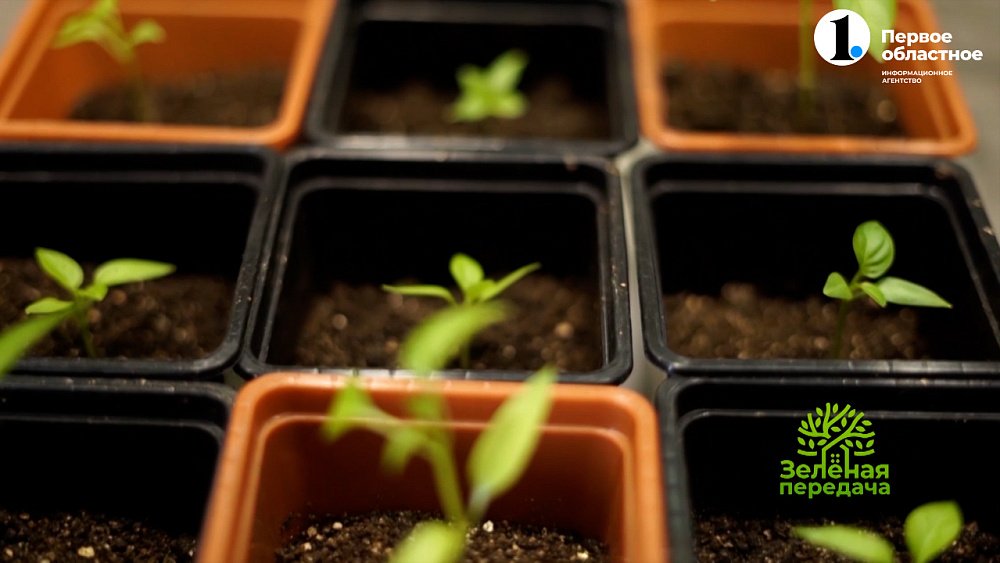 Рассада ждет от садовода внимания и заботы