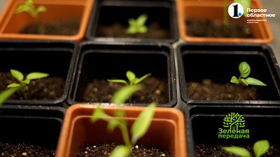 Рассада ждет от садовода внимания и заботы