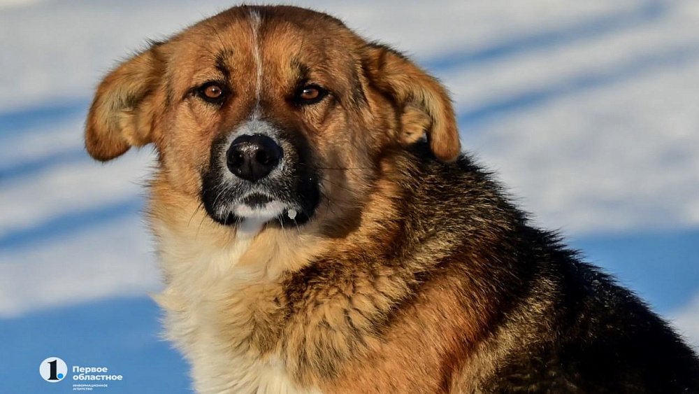 Розовый снег напугал собаководов Челябинска