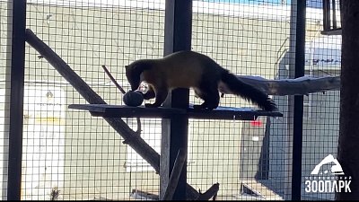 Харзы в Челябинском зоопарке получили новые игрушки Харзы в Челябинском зоопарке получили новые игрушки