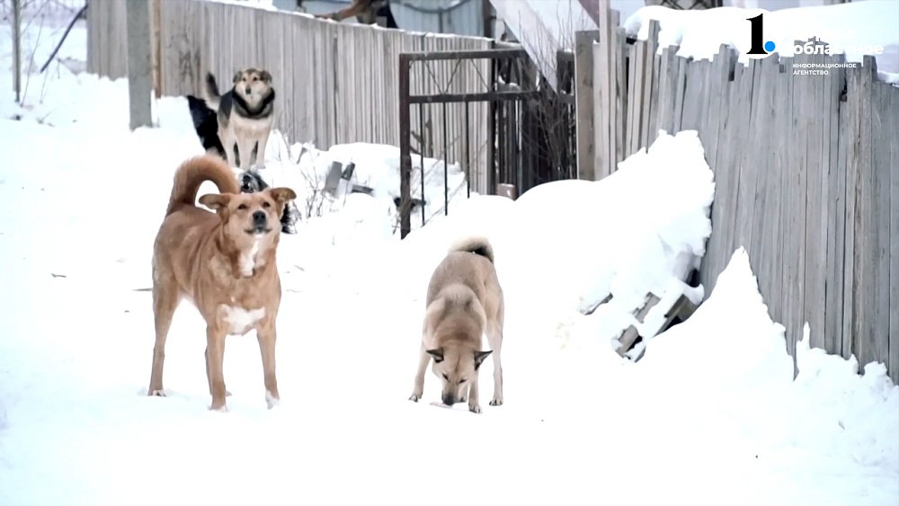 В Усть-Катаве собаки нападают на людей