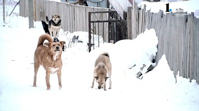 В Усть-Катаве собаки нападают на людей В Усть-Катаве собаки нападают на людей