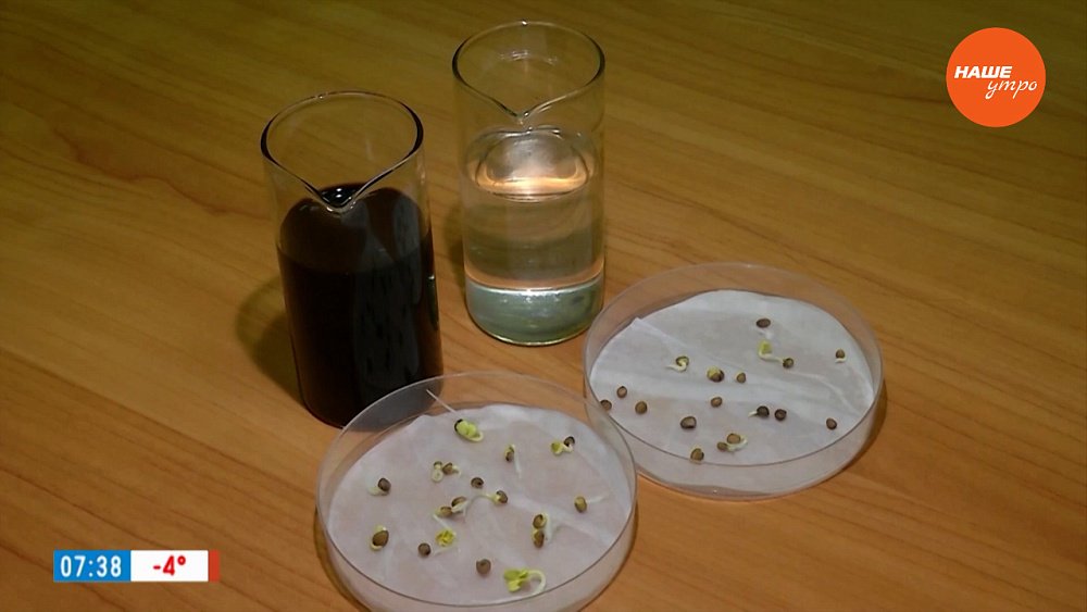 Основные ошибки при выращивании рассады в рубрике «Руки садовода»