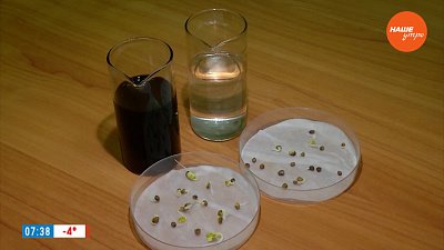 Основные ошибки при выращивании рассады в рубрике «Руки садовода»