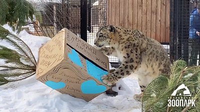 В Челябинском зоопарке отпраздновали День кошек