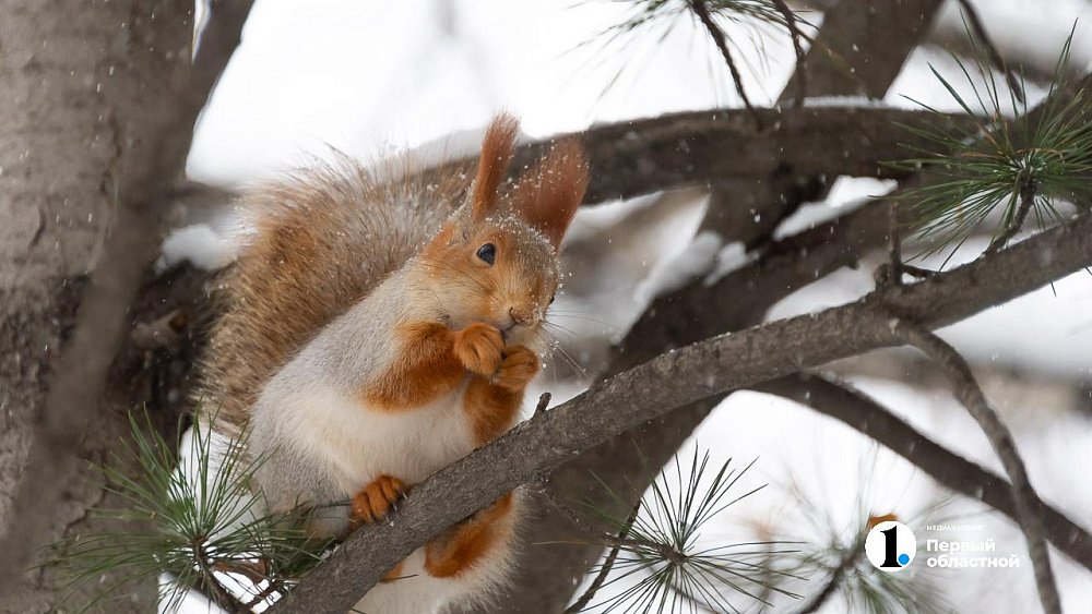 Похолодание и снег ожидаются в Челябинской области на предстоящей неделе