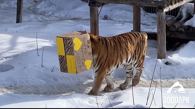 В Челябинском зоопарке тигр надел коробку на голову