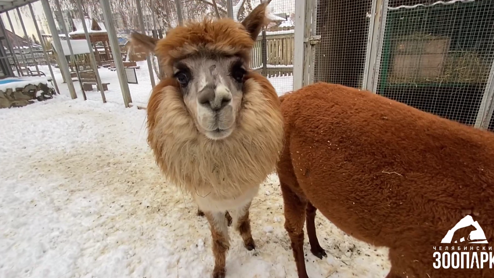 У альпаки из Челябинского зоопарка нашли редкое заболевание почек