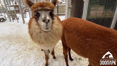 В Челябинском зоопарке рассказали о болезни одной из альпака