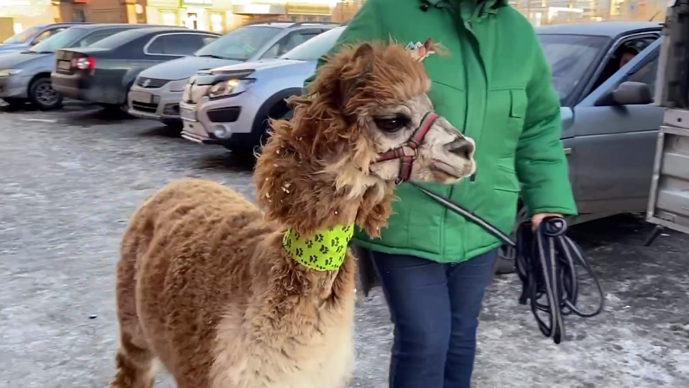 Челябинской альпаке потребовалась помощь курганских ветврачей