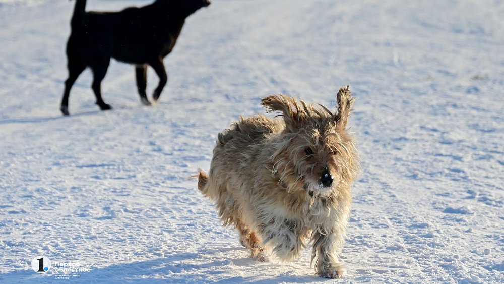 На отлов и стерилизацию бродячих собак в Челябинской области выделили 42,3 млн рублей