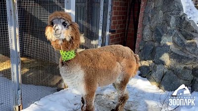 Альпака Сильва из Челябинского зоопарка ездила на операцию в Курган