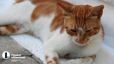 В Челябинске с начала 2024 года зарегистрировали 4 случая бешенства домашних животных