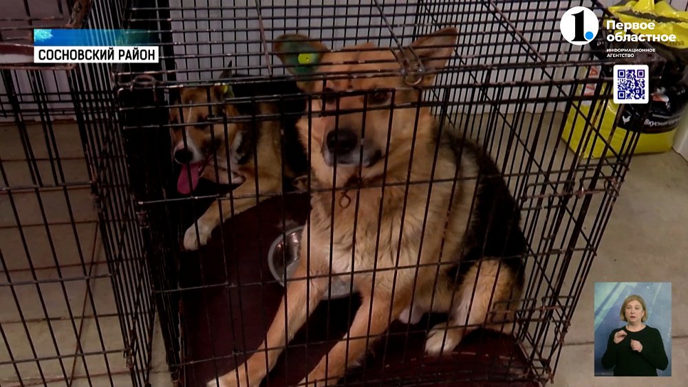 В Челябинской области для четвероногих работает специальный приют «Остров надежды»