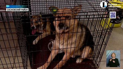 В Челябинской области для четвероногих работает специальный приют «Остров надежды»