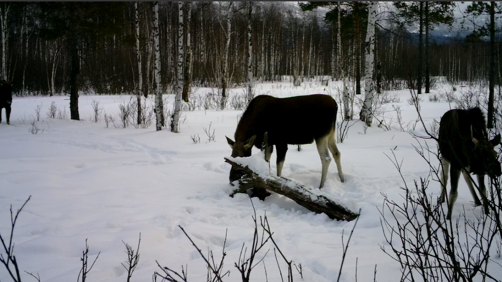 Конфликт лосей попал в фотоловушку в нацпарке «Зигальга»