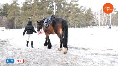 Конь в большом городе в рубрике «Усы, лапы и хвост»
