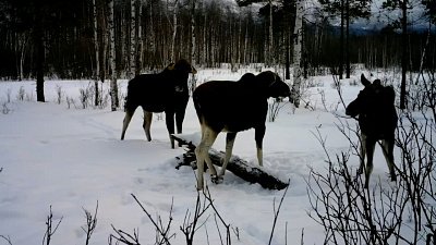 В нацпарке «Таганай» фотоловушка зафиксировала лосиную ссору