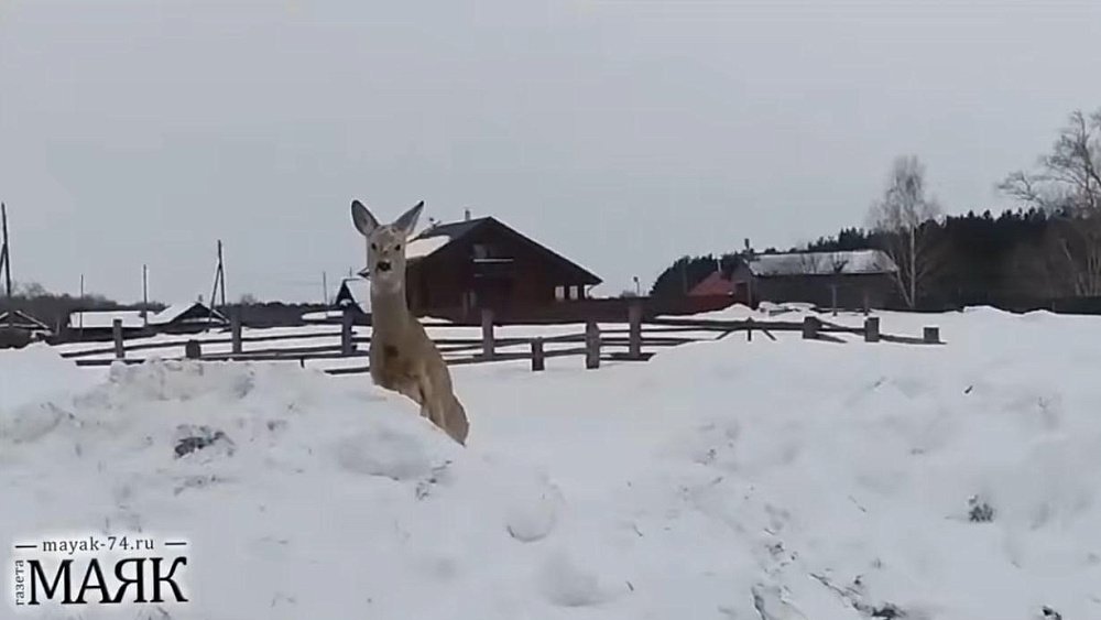 Под Челябинском косули стали выходить к людям в поисках пропитания