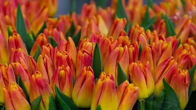 Тюльпаны похитили по пути из Челябинска в Омск и Новосибирск