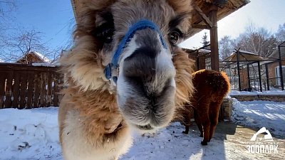 Альпака Сильва из Челябинского зоопарка вкусно хрустит сухариками