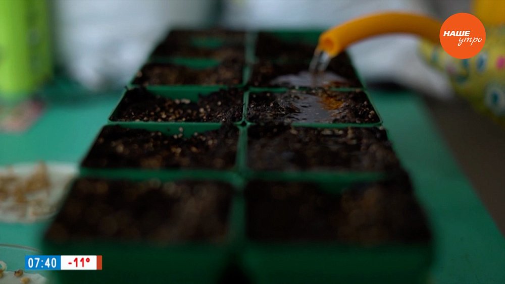 Освещение и тепло — вот что нужно вашей рассаде в рубрике «Руки садовода»