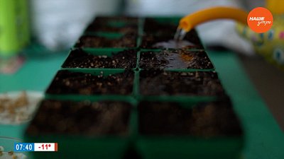 Освещение и тепло — вот что нужно вашей рассаде в рубрике «Руки садовода»