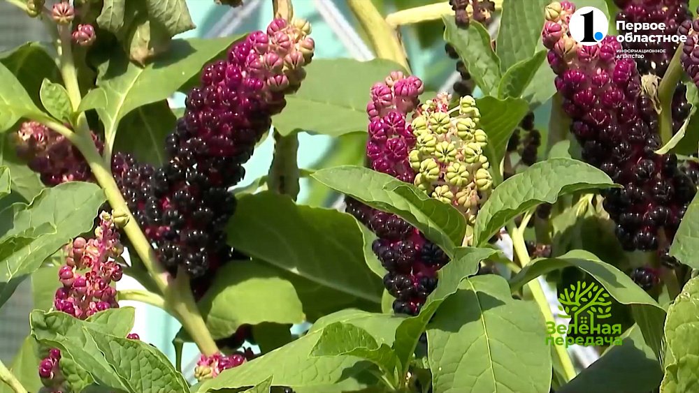 Подойдут ли растения северных регионов для нашего климата?