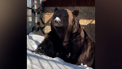 Медведь Малыш позирует сотрудникам Челябинского зоопарка