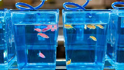 В ЮУрГУ изучат влияние антидепрессантов на рыбах для создания новых лекарств