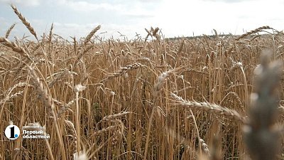 Челябинские аграрии подали 437 заявок на получение господдержки на закуп семян