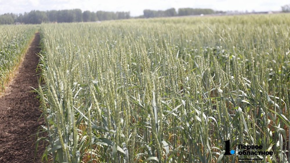 В Челябинской области началась подготовка к весенне‑полевым работам