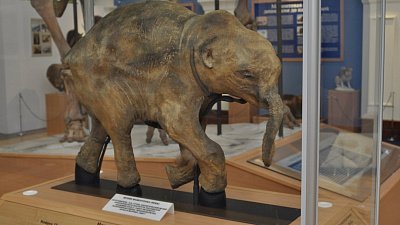 Мамонтенка Любу покажут в челябинском музее