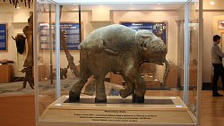 Мамонтенка Любу покажут в челябинском музее