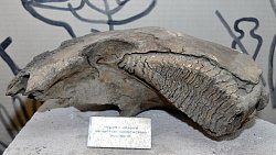 Мамонтенка Любу покажут в челябинском музее