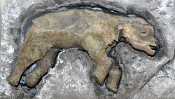 Мамонтенка Любу покажут в челябинском музее