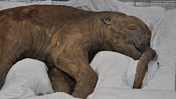 Мамонтенка Любу покажут в челябинском музее