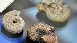 Мамонтенка Любу покажут в челябинском музее