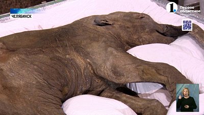 В Челябинск привезли мамонтенка Любу